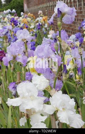 Tall bearded iris en mai. Grand iris collection par éleveur, Bryan Dodworth sur l'affichage à l'hôtel de Doddington, Lincolnshire, Royaume-Uni. Banque D'Images