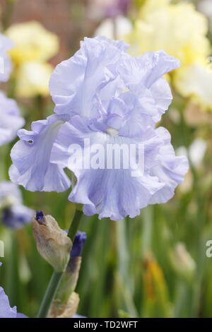 Tall Bearded Iris 'Skye Blue' en fleurs en mai, UK Banque D'Images