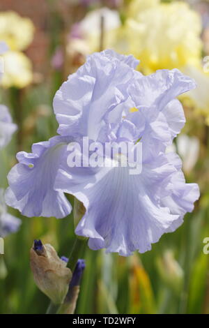 Tall Bearded Iris 'Skye Blue' en fleurs en mai, UK Banque D'Images