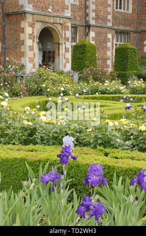 Iris fleurs sur l'affichage à l'intérieur des murs du jardin de l'Ouest à Doddington Hall and Gardens, Lincolnshire, Angleterre, RU Banque D'Images