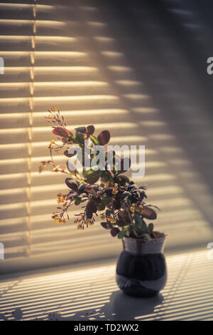 Avec l'épine-vinette floraison de petites fleurs jaunes dans un vase en céramique sur le rebord Banque D'Images