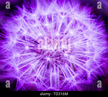 Macro, photographie du gros plan de dandelion clock dans ultra violet, néon, la couleur pourpre. Banque D'Images