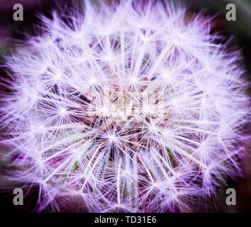 Macro, photographie du gros plan de dandelion clock dans ultra violet, néon, la couleur pourpre. Banque D'Images