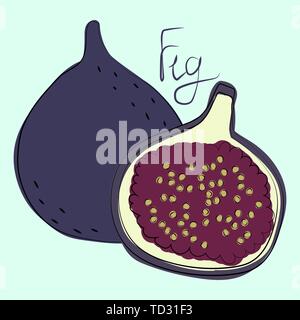 Vector illustration d'ensemble et couper les figues sur fond de menthe Illustration de Vecteur