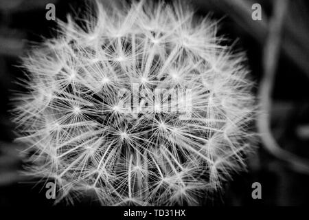 Noir-blanc, macro, photographie du gros plan de dandelion clock. Banque D'Images