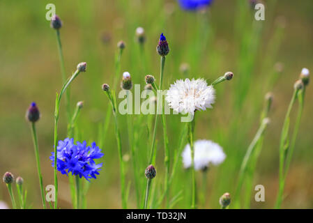 Beau Champ prairie de fleurs sauvages de bleuet bleu et blanc. Banque D'Images