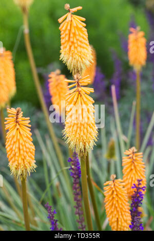 Kniphofia «lumineux Sceptre' fleur. Banque D'Images