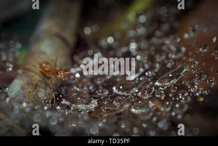 Kollam, Kerala, Inde - 2 juin 2019 : Macro de fourmi tisserande et gouttes d'eau Banque D'Images