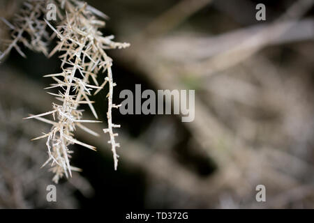 Macro, photo en gros plan d'un ​Thorn bush. Unicolor monochromatique, la photographie. Banque D'Images