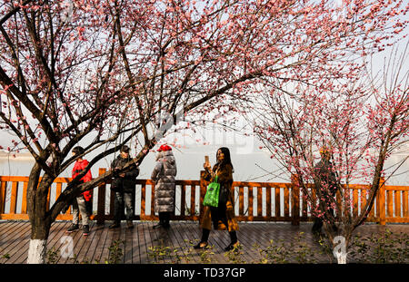 Le 4 février 2019, le 30 du mois lunaire du calendrier lunaire, la pittoresque place de la ville de Qu Yuan endroit pittoresque, Zigui, Province de Hubei, située en face du barrage des Trois Gorges Projet, est ensoleillée, et la prune rouge branches du jardin sont en fleurs pour accueillir le Nouvel An chinois. Les gens errent dans la mer de fleurs, profitez de la chaleur du printemps et de l'accueillir la nouvelle année. Banque D'Images