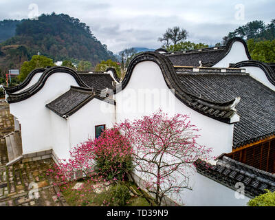 Hongmei, photographié à Wuyi, Zhejiang, en février 2019, les fleurs de prune rouge sur le bord de la caractéristique des habitations, plus poétique. Banque D'Images
