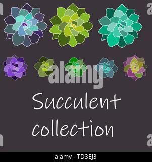Vector set succulentes, collection. Les succulentes avec contours blancs. Illustration de Vecteur