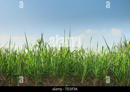 La ligne d'herbe verte fraîche contre le ciel bleu Banque D'Images