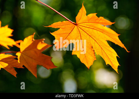 Premier automne feuilles d'érable de couleur dans le parc à l'arrière-plan de feuillage vert encore Banque D'Images