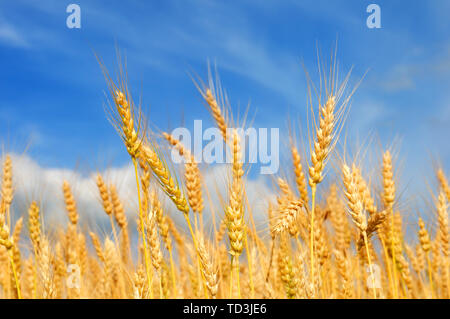 Les épis de blé d'or sur fond de ciel bleu avec des nuages Banque D'Images