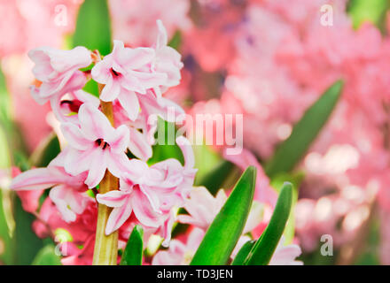Fresh spring flowers background rose Banque D'Images