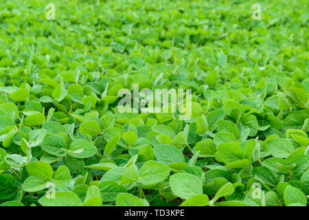 Domaine des plantes de soja vert. Contexte L'agriculture Banque D'Images