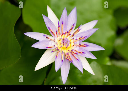 Belle lotus égyptien (Nymphaea caerulea) dans un étang en vue de dessus. Victoria, Pavillon Jardin botanique de Berlin. Banque D'Images