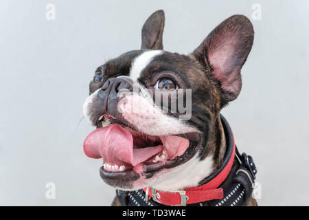 Closeup portrait of beautiful boston terrier de pure race, blankspace copyspace Banque D'Images