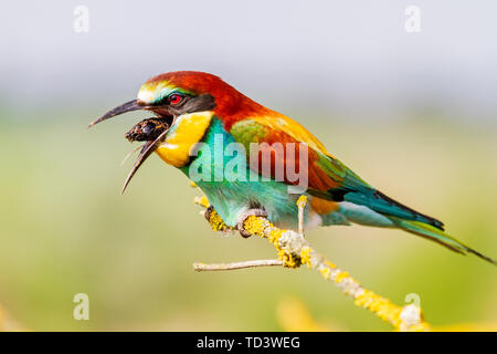 Bee-eater assis sur une branche nature sauvage , régurgite jette Banque D'Images