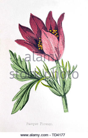 Anémone pulsatille (Pulsatilla vulgaris), illustration de 1874 vintage Banque D'Images