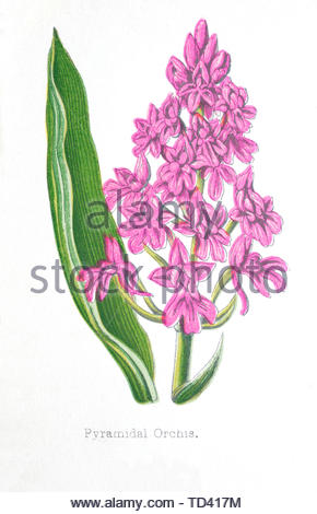 Anacamptis pyramidalis (Orchidée pyramidale), illustration de 1874 vintage Banque D'Images