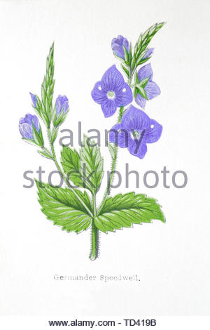 Germander Speedwell (Veronica chamaedrys), illustration de 1874 vintage Banque D'Images