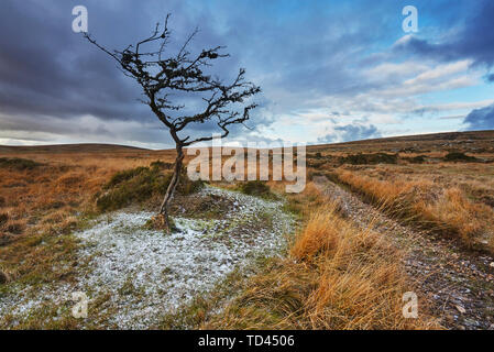 Une vue automnale d'une liquidation d'aubépine, d'arbres noueux sur la lande sur Gidleigh commun, Dartmoor National Park, Devon, Angleterre, Royaume-Uni, Europe Banque D'Images