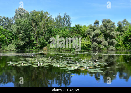 Nénuphar blanc européen, Nymphaea alba, lac Tisza, Réservoir, Kisköre Theiß-See, Tisza-tó, Hongrie, Magyarország Banque D'Images