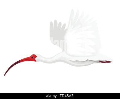 Ibis blanc américain battant ses ailes battantes télévision vector illustration cartoon animal oiseau blanc design avec bec rouge sur fond blanc Vue de côté. Illustration de Vecteur