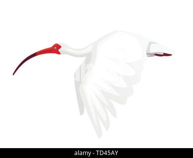 Ibis blanc américain battant ses ailes battantes télévision vector illustration cartoon animal oiseau blanc design avec bec rouge sur fond blanc Vue de côté. Illustration de Vecteur