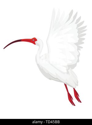 Ibis blanc américain battant ses ailes battantes télévision vector illustration cartoon animal oiseau blanc design avec bec rouge sur fond blanc Vue de côté. Illustration de Vecteur