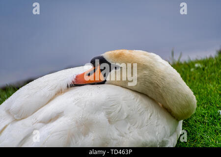 Vue rapprochée d'un cygne reposant sa tête sur le dos Banque D'Images