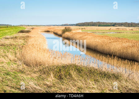 Roseaux d'or sur les zones humides au large de Norfolk Coast Path Sentier National près de Burnham Overy Staithe, Norfolk, East Anglia, Angleterre, Royaume-Uni, Europe Banque D'Images