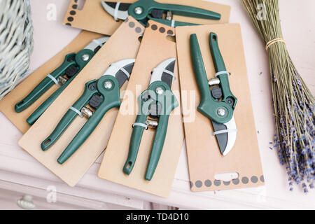 Couper les inflorescences de lavande à sec et un jardin pruner. Kit outil fleuriste, ciseaux, sécateur Banque D'Images