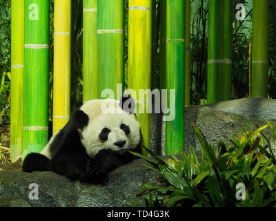 CALGARY, ALBERTA, CANADA - LE 29 DÉCEMBRE 2018 : un ours panda géant (Ailuropoda melanoleuca) sieste au Zoo de Calgary, Canada Banque D'Images