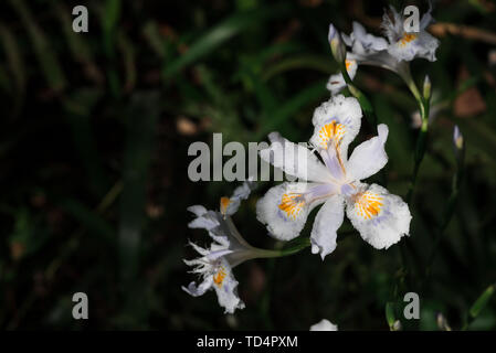 Iris Banque D'Images