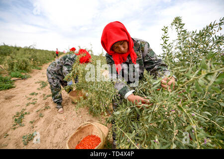 Wuzhong, la Région autonome de Ningxia Hui. 11 Juin, 2019. Les gens recueillir la récolte actuelle de wolfberries saison dans Hongsipu de Wuzhong District, ville du nord-ouest de la Chine La région autonome du Ningxia Hui, 11 juin, 2019. Credit : Feng forestiers/Xinhua/Alamy Live News Banque D'Images