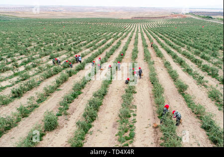 Wuzhong, la Région autonome de Ningxia Hui. 11 Juin, 2019. Les gens recueillir la récolte actuelle de wolfberries saison dans Hongsipu de Wuzhong District, ville du nord-ouest de la Chine La région autonome du Ningxia Hui, 11 juin, 2019. Credit : Feng forestiers/Xinhua/Alamy Live News Banque D'Images