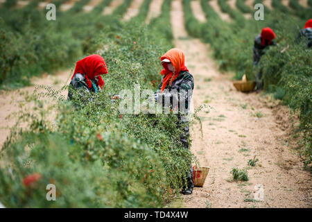 Wuzhong, la Région autonome de Ningxia Hui. 11 Juin, 2019. Les gens recueillir la récolte actuelle de wolfberries saison dans Hongsipu de Wuzhong District, ville du nord-ouest de la Chine La région autonome du Ningxia Hui, 11 juin, 2019. Credit : Feng forestiers/Xinhua/Alamy Live News Banque D'Images