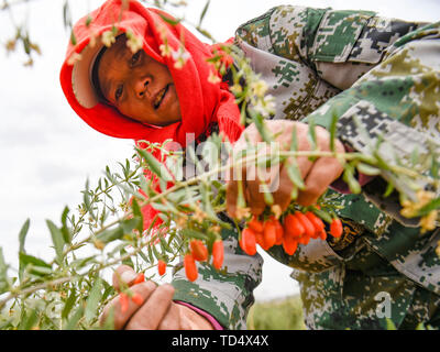 Wuzhong, la Région autonome de Ningxia Hui. 11 Juin, 2019. Un collecteur de wolfberry travaille dans l'actuelle saison des récoltes dans le district de Wuzhong Hongsipu, ville du nord-ouest de la Chine La région autonome du Ningxia Hui, 11 juin, 2019. Credit : Feng forestiers/Xinhua/Alamy Live News Banque D'Images