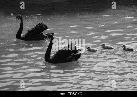 Une famille de cygnes noirs sur le campus de l'Université de Chine Nanhu de l'exploitation minière à Shanghai. Banque D'Images