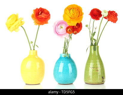 Ranunculus (perse renoncules) dans des vases, isolated on white Banque D'Images