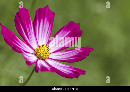 Jardin rose fleurs cosmos contre l'arrière-plan flou naturel vert Banque D'Images