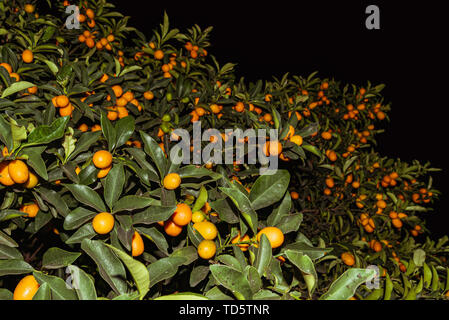 Le kumquat ou cumquats dans anglais australien ; Citrus japonica sont un groupe de petits arbres portant des fruits dans la famille de plantes à fleurs Rutaceae Banque D'Images