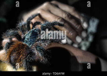 Une tarentule sauvages est assis sur une main dans l'Amazonas, Pérou Banque D'Images