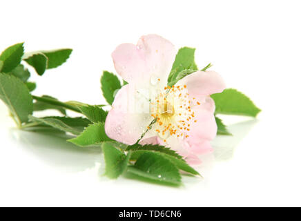 Fleur rose Hip, isolated on white Banque D'Images