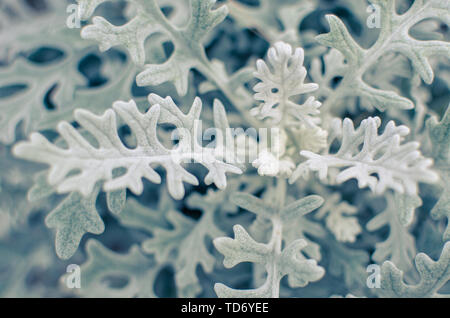 Soft Grey eaves de Centaurea cineraria plante dans le jardin Banque D'Images