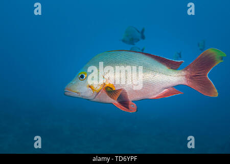 Rorqual à bosse (red snapper Lutjanus gibbus) Banque D'Images