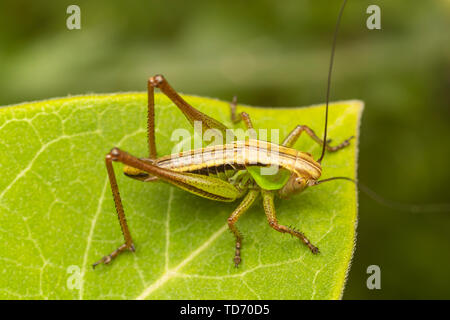 Roesel's Katydid (Roeseliana roeselii) aka Roesel's Bush-cricket - Femme Banque D'Images